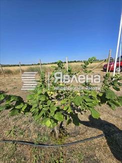 дръвчета